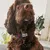 French Bandit - Collier pour chien tartan