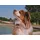 Motif SUNSET LOVER - Très grand chien