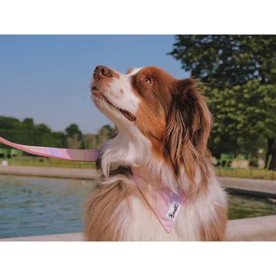 French Bandit - Bandana pour chien à imprimé dégradé