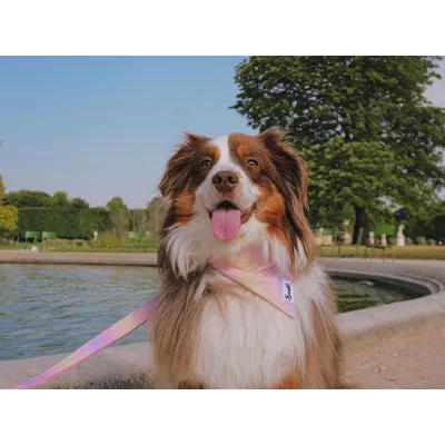 French Bandit - Bandana pour chien à imprimé dégradé