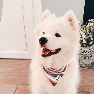 French Bandit - Bandana pour chien bleu blanc rouge