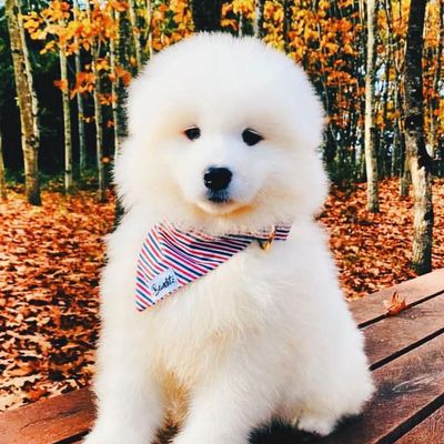 French Bandit - Bandana pour chien bleu blanc rouge