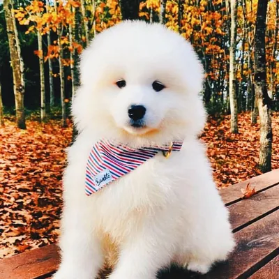 French Bandit - Bandana pour chien bleu blanc rouge