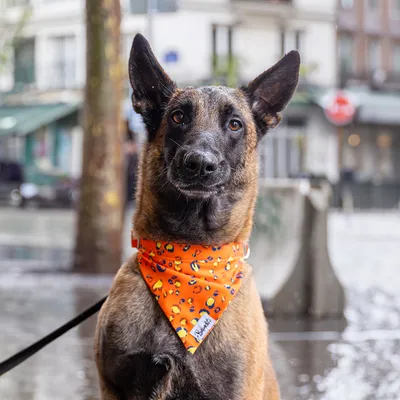French Bandit - Bandana pour chien léopard néon