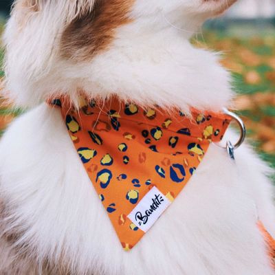 French Bandit - Bandana pour chien léopard néon