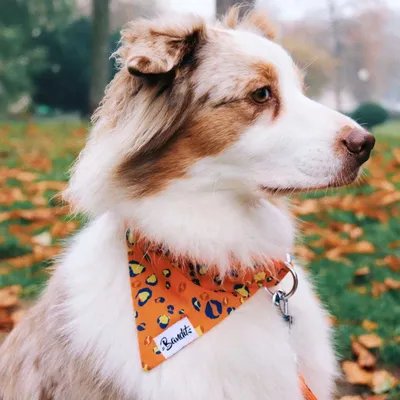 French Bandit - Bandana pour chien léopard néon