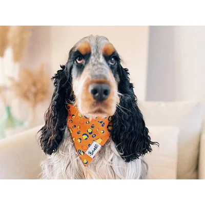 French Bandit - Bandana pour chien léopard néon