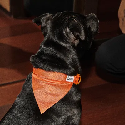 French Bandit - Bandana pour chien à paillettes orange French Bandit - Bandana pour chien à paillettes orange