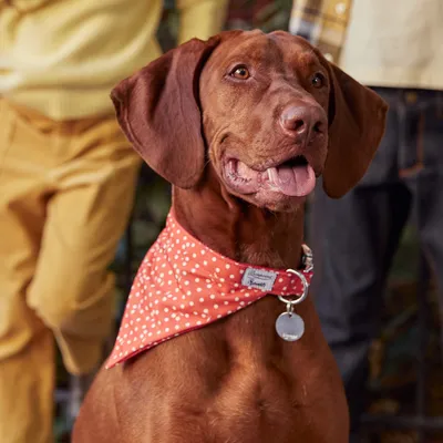 French Bandit - Bandana pour chien, rouge à pois