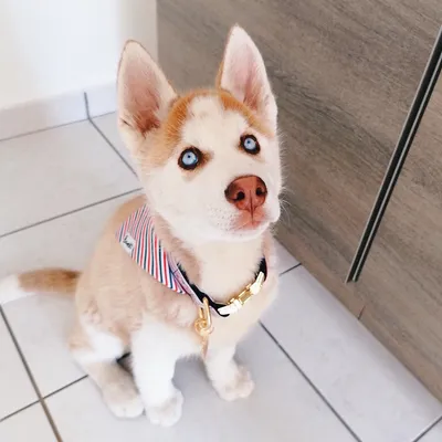 French Bandit - Bandana pour chien bleu blanc rouge