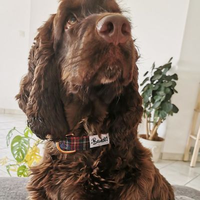 French Bandit - Collier pour chien tartan