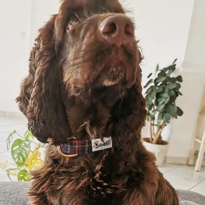 French Bandit - Collier pour chien tartan