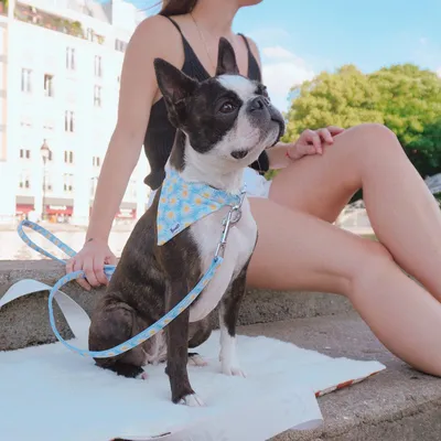 French Bandit - Tapis pour moyen et grand chien