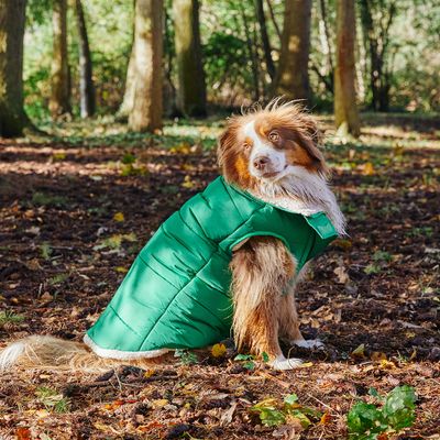 French Bandit - Doudoune épaisse, pour chien