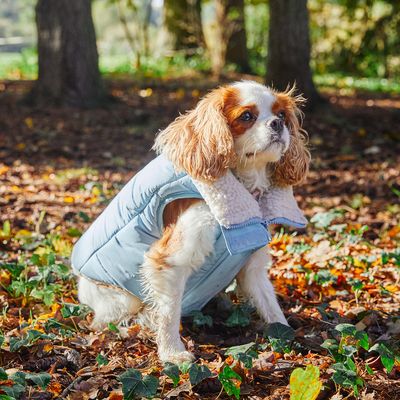 French Bandit - Doudoune épaisse, pour chien