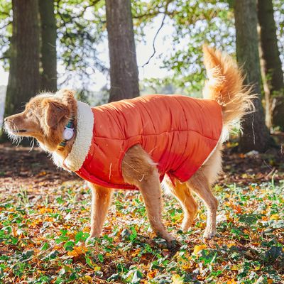 French Bandit - Doudoune épaisse, pour chien