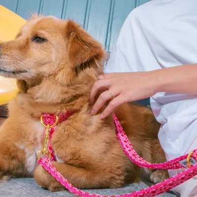 Harnais pour chien imprimé à carreaux roses et coeurs rouges Sans laisse Sa