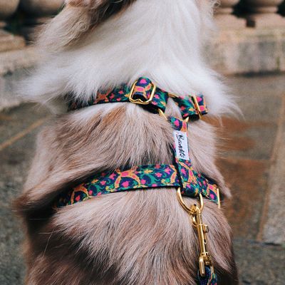 French Bandit - Harnais motif multicolore