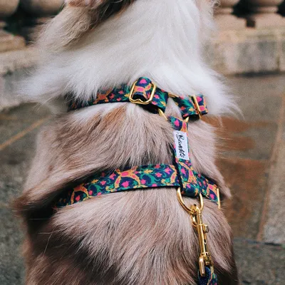 French Bandit - Harnais motif multicolore
