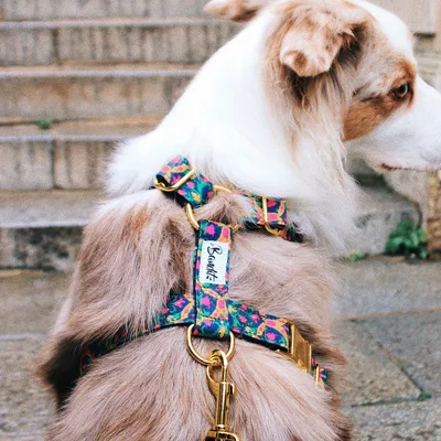 French Bandit - Harnais motif multicolore