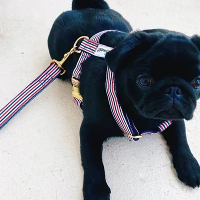French Bandit - Harnais chien bleu blanc rouge