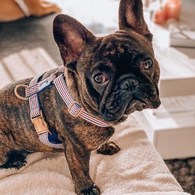 French Bandit - Harnais chien bleu blanc rouge