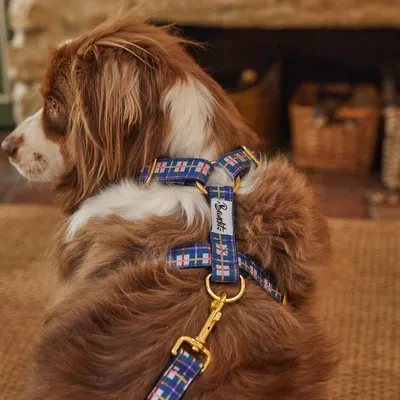 French Bandit - Harnais pour chien, collection 'Grand Froid'