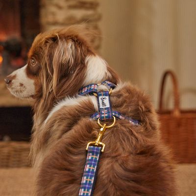 French Bandit - Harnais pour chien, collection 'Grand Froid'