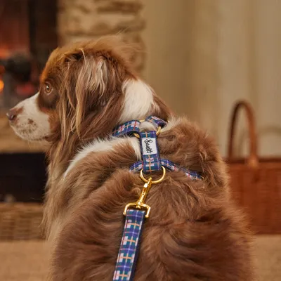 French Bandit - Harnais pour chien, collection 'Grand Froid'