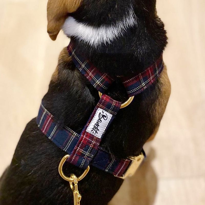 French Bandit - Harnais pour chien tartan