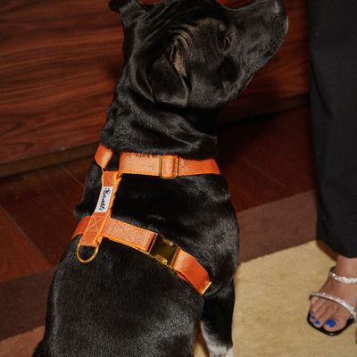 French Bandit - Harnais pour chien, à paillettes oranges