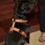 French Bandit - Harnais pour chien, à paillettes oranges French Bandit - Harnais pour chien, à paillettes oranges