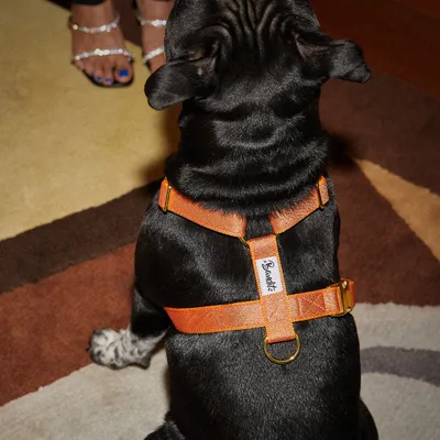 French Bandit - Harnais pour chien, à paillettes oranges French Bandit - Harnais pour chien, à paillettes oranges