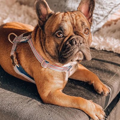 French Bandit - Harnais chien bleu blanc rouge