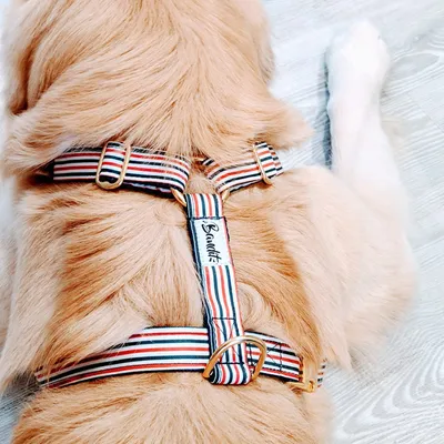 French Bandit - Harnais chien bleu blanc rouge