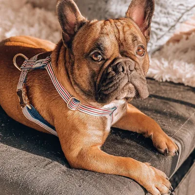 French Bandit - Harnais chien bleu blanc rouge