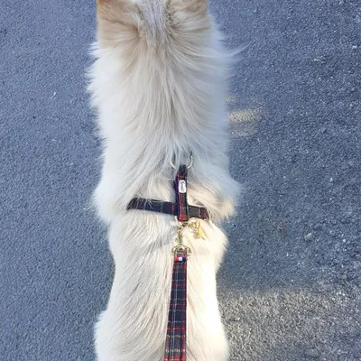 French Bandit - Harnais pour chien tartan