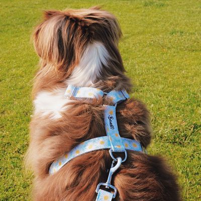 French Bandit - Harnais pour chien motif marguerites