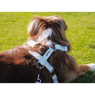 French Bandit - Harnais pour chien motif marguerites
