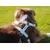 French Bandit - Harnais pour chien motif marguerites