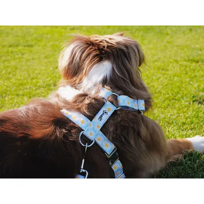 French Bandit - Harnais pour chien motif marguerites