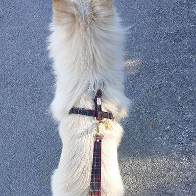 French Bandit - Harnais pour chien tartan