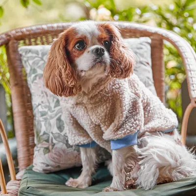 French Bandit - Hoodie en sherpa tout doux, pour chien French Bandit - Hoodie en sherpa tout doux, pour chien