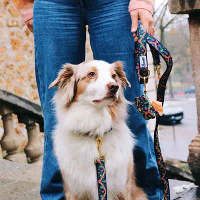 French Bandit - Laisse pour chien motif multicolore