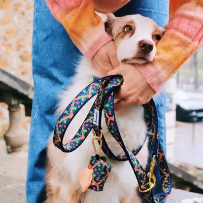 French Bandit - Laisse pour chien motif multicolore