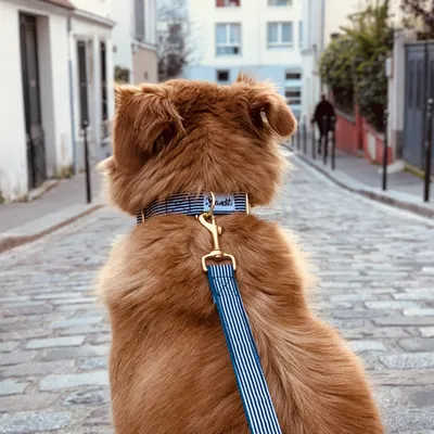 French Bandit - Laisse pour chien rayé bleu et blanc