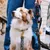 French Bandit - Laisse pour chien motif multicolore French Bandit - Laisse pour chien motif multicolore