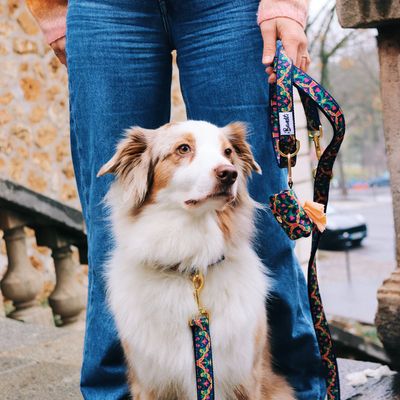 French Bandit - Laisse pour chien motif multicolore