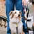 French Bandit - Laisse pour chien motif multicolore French Bandit - Laisse pour chien motif multicolore