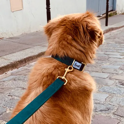 French Bandit - Laisse pour chien suédine verte